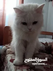  2 ذكر شيرازي معقم مع اغراضه و أكله