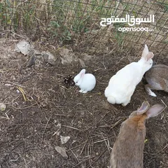  5 Baby rabbits for sale
