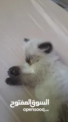  2 قط أنثى عمرها من شهرين لا ثلاثت أشهر