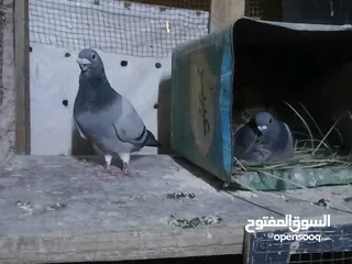 17 جواز شغاله