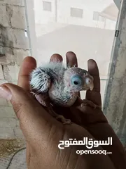  10 فراخ كوكتيل للزق اليدوي