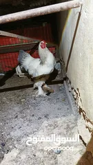  12 ديوك براهما بيور