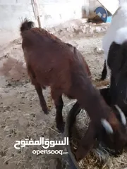  2 سخله عمر خمس شهور