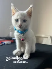  4 قط شيرازي للبيع