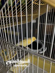  1 عصافير كناري
