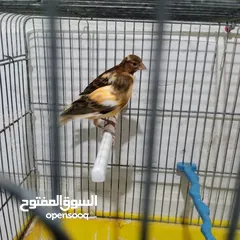  3 3 فراخ كنار