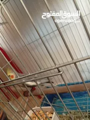  17 يوجد لدي اربع ببغاوات كوكتيل ما في ولا واحد منهم اليف في واحد بس شوي اليف  شاهد الوصف