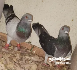  7 حمام جواز بصلات على نبي الحبه ب دينارين واغلبو تحتيو فراخ وبيض