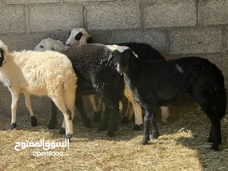  2 حملات نجديات أصل سمان ما شاء الله جاهزات للتربيه وللذبح الحلال خالي من جميع العذاريب