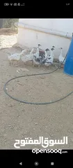 4 فراخ وز للبيع