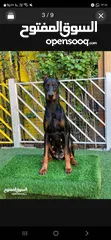  5 Dobermann male and female dogs