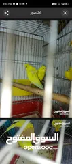  10 جوز حب هوجو روم لاتينو منتج للبيع او للبدل علا جوز كنار +انثايت ببغاء كوكتيل حبشي الاليفه للبيع