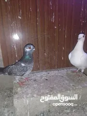  3 ثلث طواير للبيع