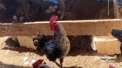  4 ديك للبيع 2