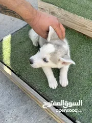  1 كلبة هاسكي