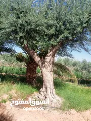 7 اشجار زيتون ونخيل عربي واشنطني