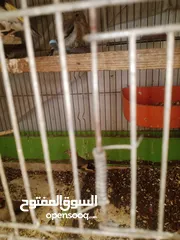  3 فراخ حسون للبيع