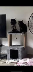  3 قطط شيرازي وشانشيلا