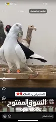  1 مطلووب نوري لبني
