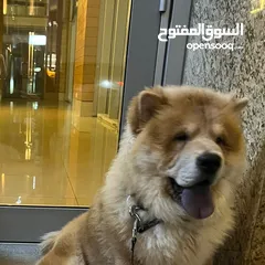  1 Male Chow chow 4months and half