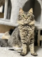  1 قطط شيرازيه جميع الاعمار