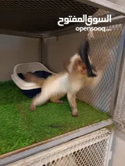  3 بكي فيس للتبني