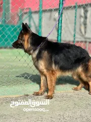 9 كلاب جيرمن شيبرد مدرب وغير مدرب