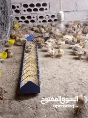  11 صوص بلدي عمر 38 يوم   صوص بلدي عمر 18 يوم