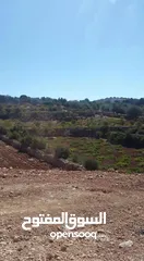  9 مزرعه مثمرهه فواكه مشكله مردود سنوي من 8 إلى 12 الف