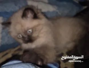  21 بريتش ريد اطراف قصيره لون اشقر شعر طويل وهمالايا تشوكلت بلو بوينت شعر طويل العمر شهرين ونص