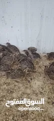  3 متوفر لدينا فري (السمان) سوبر جامبو بي اوزان عالية للاحم و بياض سعر الجوز 1.5