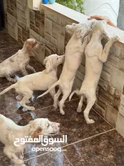  5 جراء صيد انجلش سيتر