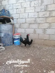  3 ديك بندوق باكستاني جاجه بلدي.... فيه سبعه حبات حمام بلدي  سعرهن لحالهن سعر حمام 9 سعر حاجات 16