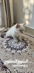  8 Two Turkish Angora kittens for sale