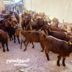 12 حليب طازج يوميا من مزارعنا طبيعي 100٪ وجرب وشوف