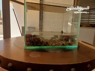  1 سلاحف برمائيه صغيره ذكر و انثى مع الحوض و حجار الزينه و الصدف الحوض كامل من زجاج