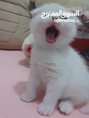  2 شيرازي  ابيض