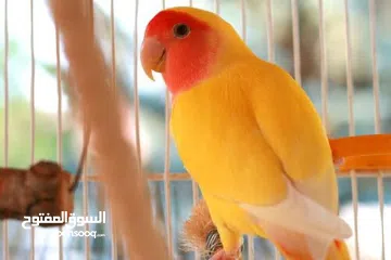  1 ببغاء روز مدرب