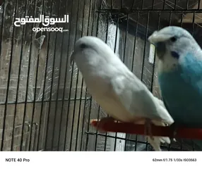  4 جوز حب شغالات ومنتجات الفحل كرست الوان حلوه كان تحتيهم 3 بيضات وتكسروا بالغلط عند النقل وحاليا بجهزو