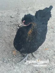  2 دجاجه عراب للبيع