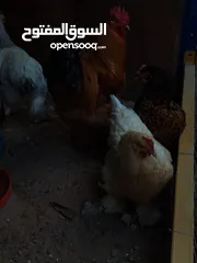  7 دجاج وصيصان كوشن العملاق