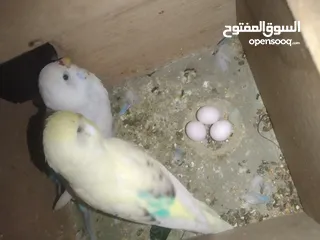  1 عصافير حب بادجي 2 مع القفص