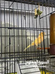  17 جوز كنار للبيع