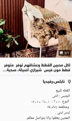  1 لمحبين القطط متاح قطة مون فيس شيرازي  هادئة  وحنونة متعودة على الهدوء.