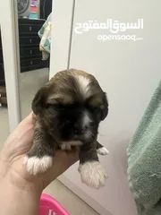  5 Shih tzu Available!! (1month old & 4months old)