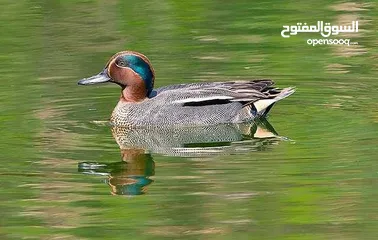  1 بط شرشير نثيتين وفحل