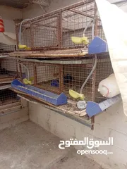  8 بياضات دجاج ومعالف ومشارب  واقفاص طابقين  للفري وطباق  بيض فري للفقاسات ايطالي للبيع بحاله ممتازه