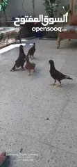  7 حمام للبيع