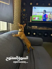  4 تشواوا ذكر Chihuahua male 10 months
