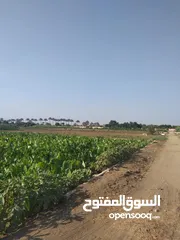  2 ارض زراعية